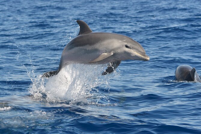 Whale and Dolphin Watching EcoAdventure in Tenerife - Practical Details That Matter