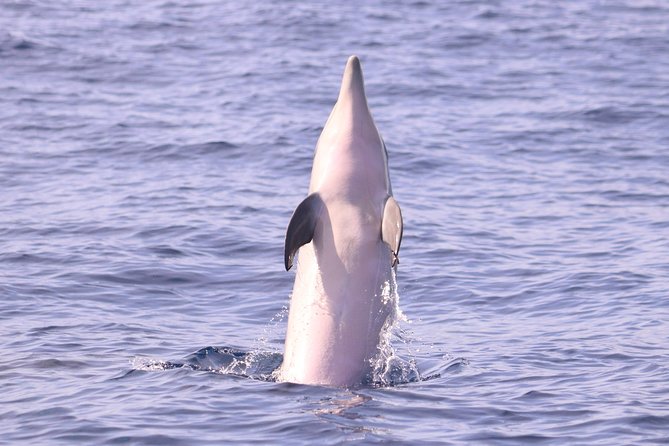 Whale and Dolphin Watching in Calheta, Madeira Island - Setting out from Calheta’s marina