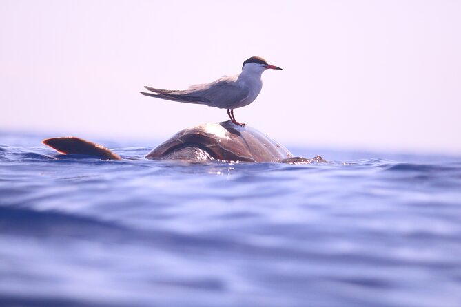 Whale and Dolphin Watching in Calheta, Madeira Island - What the RIB ride feels like