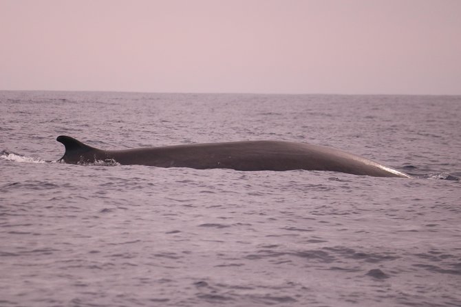 Whale and Dolphin Watching in Calheta, Madeira Island - The guides, commentary, and wildlife etiquette