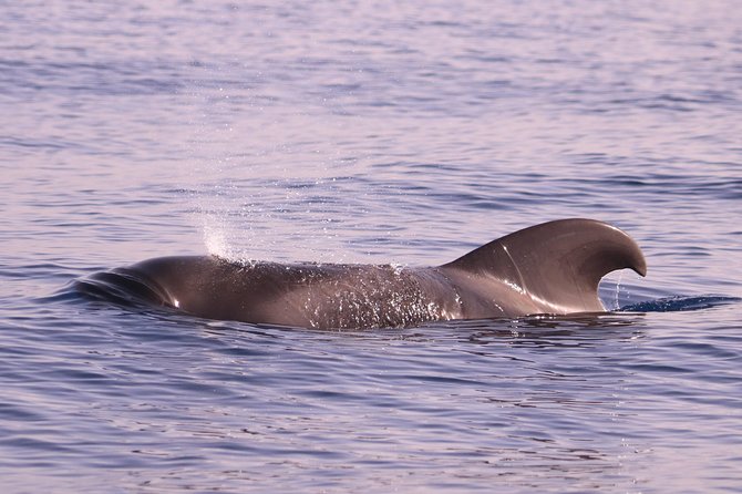 Whale and Dolphin Watching in Calheta, Madeira Island - Who will enjoy this most?