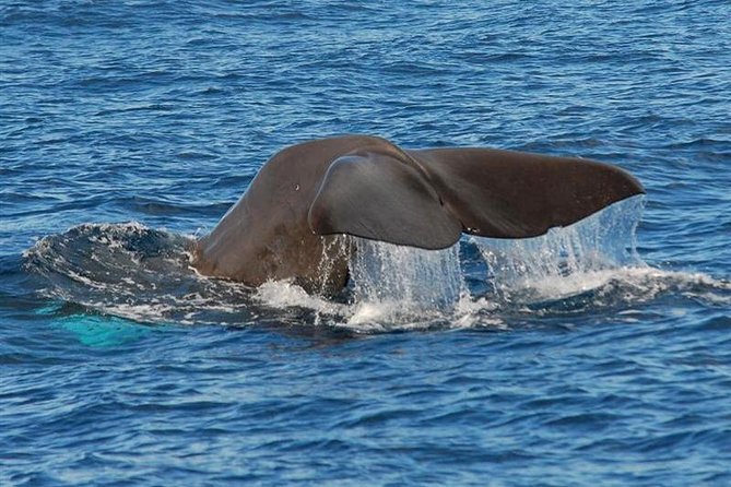 Whale and Dolphin Watching in Calheta, Madeira Island - How the land spotter helps find wildlife