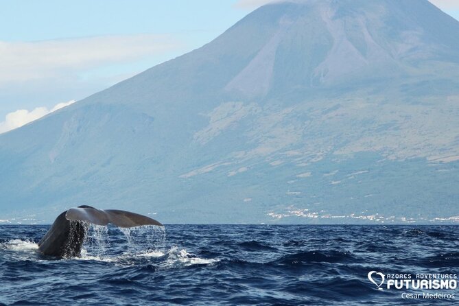 Whale and dolphin watching in Pico Island - Key points at a glance