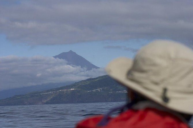 Whale and dolphin watching in Pico Island - Leaving from Lajes do Pico for the Atlantic