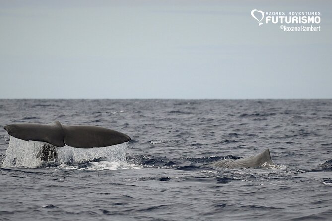 Whale and dolphin watching in Pico Island - Wildlife sightings, with realistic expectations
