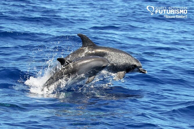 Whale and dolphin watching in Pico Island - Respectful viewing is part of the value