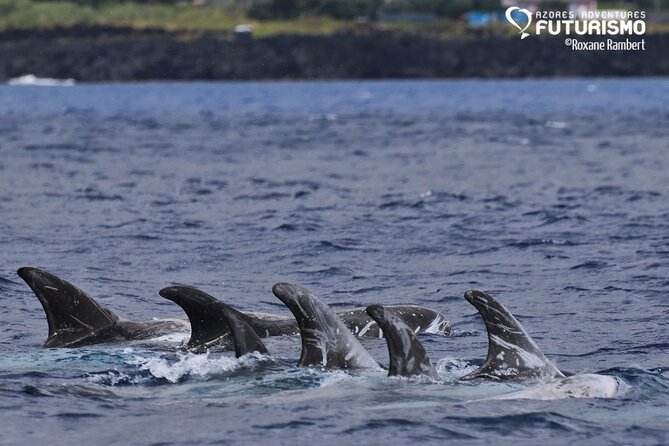 Whale and dolphin watching in Pico Island - Boat comfort and group size