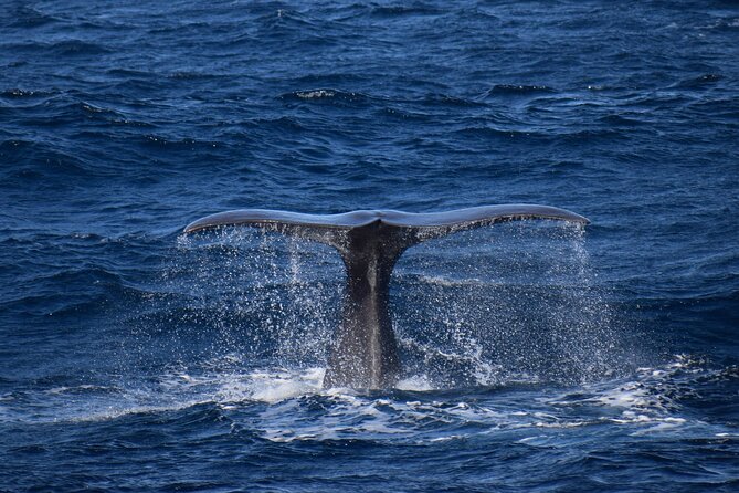 Whale and dolphin watching in Pico Island - Choosing the April to October season