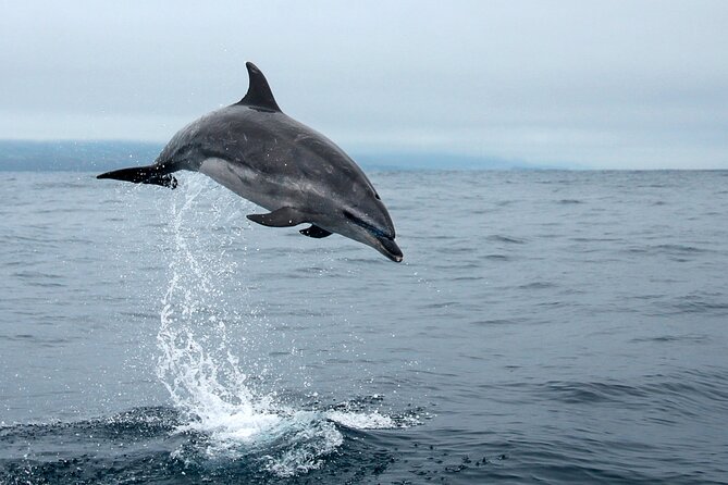 Whale and dolphin watching in Pico Island - Is $69.39 a fair price?