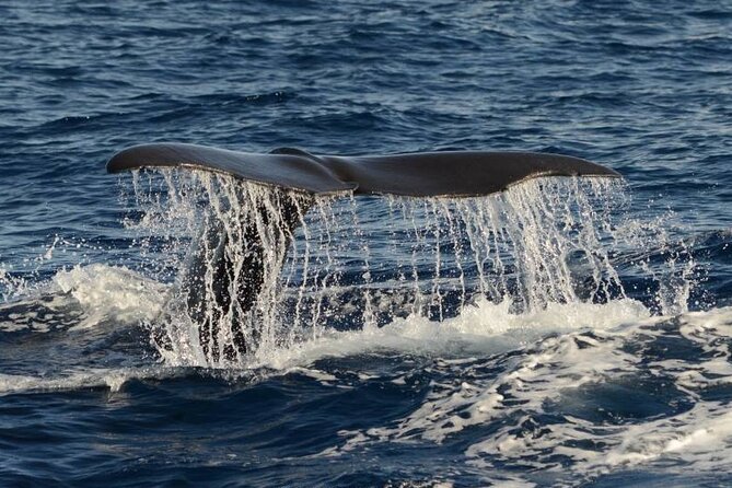 Whale and Dolphin Watching in Pico Island - Half Day - Key points before you book