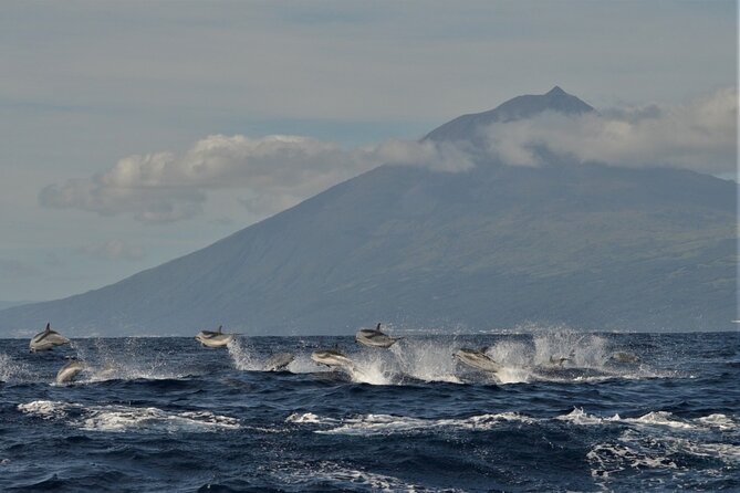 Whale and Dolphin Watching in Pico Island - Half Day - Setting out from Lajes do Pico