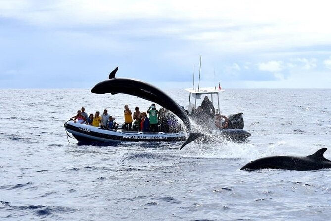 Whale and Dolphin Watching in Pico Island - Half Day - Price, group size, and overall value