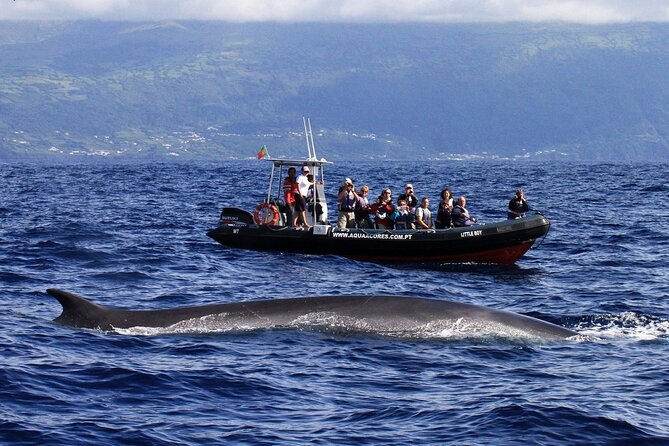 Whale and Dolphin Watching in Pico Island - Half Day - Who will enjoy this most