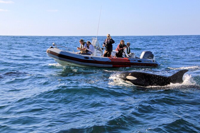 Whale and Dolphin Watching in San Diego - Key points at a glance