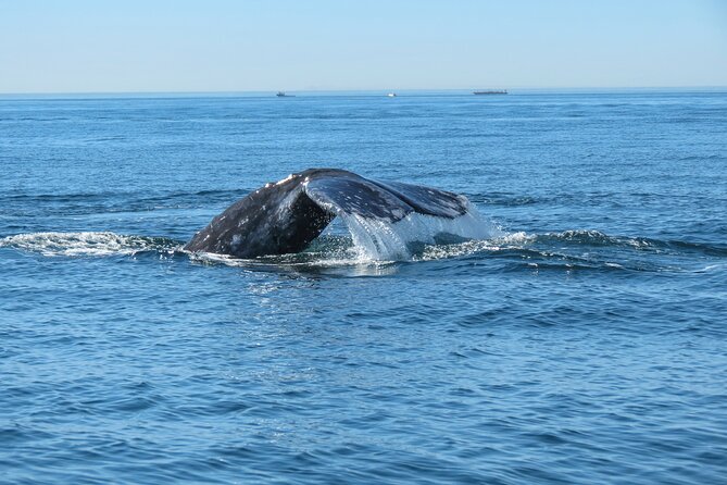 Whale and Dolphin Watching in San Diego - Why the 22-foot boat makes a difference