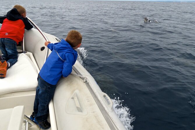 Whale and Dolphin Watching in San Diego - Dolphins often steal the show