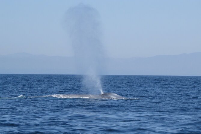 Whale and Dolphin Watching in San Diego - What whale sightings can look like