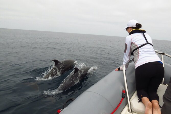 Whale and Dolphin Watching in San Diego - Sea lions, seals, and birds add variety