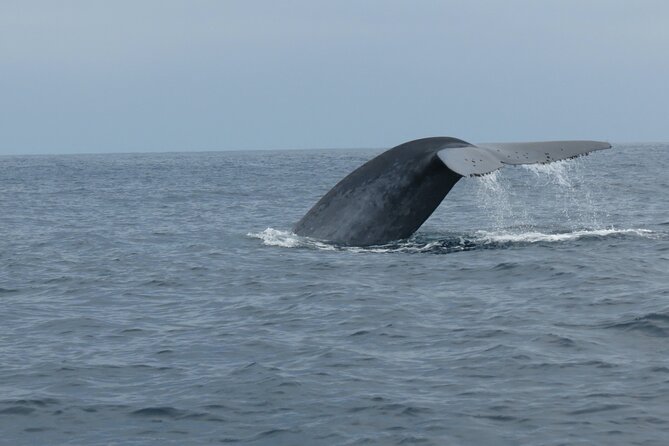 Whale and Dolphin Watching in San Diego - Weather, cold, and the reality of open water