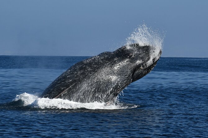 Whale and Dolphin Watching in San Diego - Is $149 a good value?