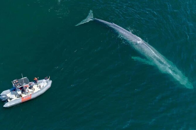 Whale and Dolphin Watching in San Diego Speedboat Tour - What you may see in each season