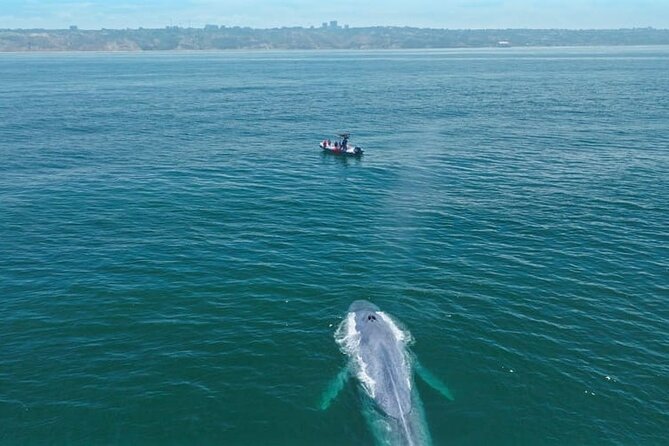Whale and Dolphin Watching in San Diego Speedboat Tour - Why the six-person limit is worth weighing