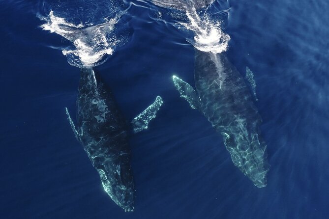 Whale and Dolphin Watching in San Diego Speedboat Tour - What to bring for the three-hour ride
