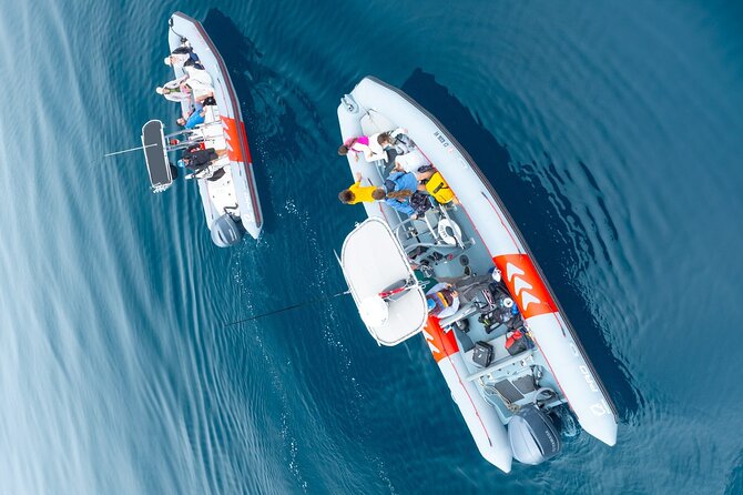Whale and Dolphin Watching in San Diego Speedboat Tour - Is $199 a fair price?
