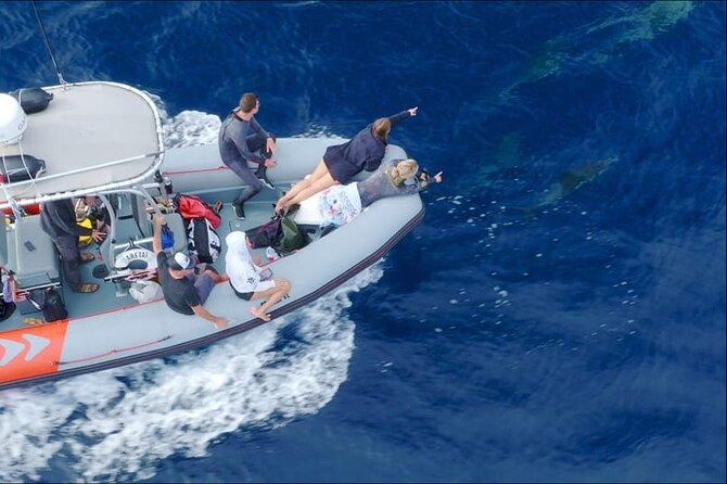 Whale and Dolphin Watching in San Diego Speedboat Tour - Weather, cancellations, and communication