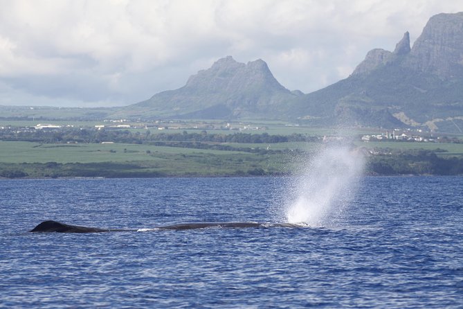 Whale and Dolphin Watching Private Boat Tour from Mauritius - How the private boat changes the morning