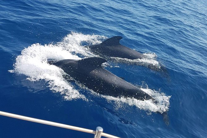 Whale and Dolphin Watching Sailing Boat with Drinks, Snacks and Swimming Time - Key points to know before you book