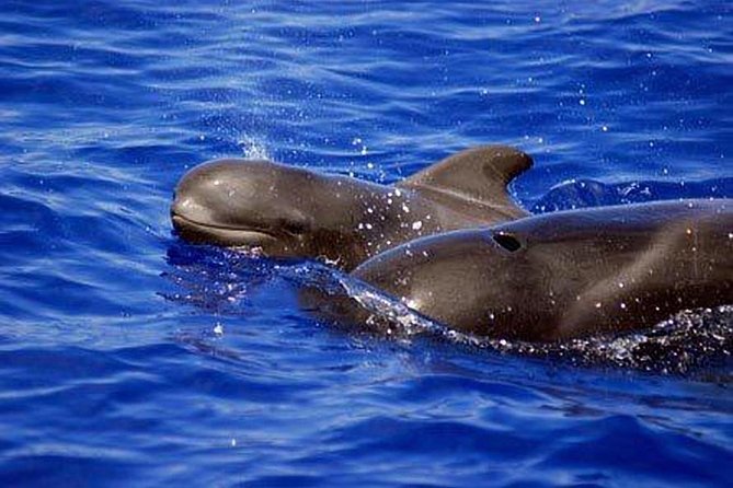 Whale and Dolphin Watching Sailing Boat with Drinks, Snacks and Swimming Time - A quiet search for whales off Costa Adeje
