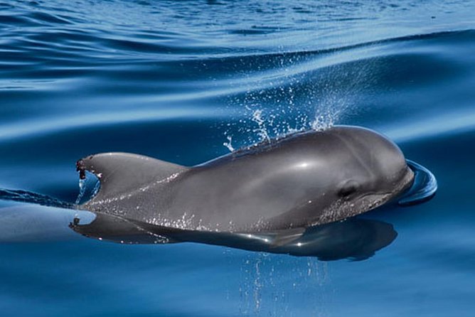 Whale and Dolphin Watching Sailing Boat with Drinks, Snacks and Swimming Time - Who will enjoy this boat trip most?