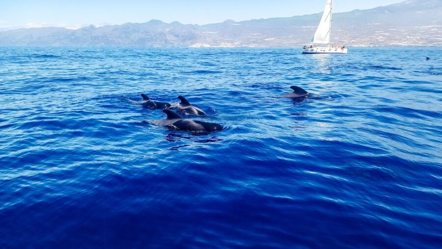 Whale and Dolphin Watching Sailing Tour – Los Gigantes (3H) - Key points to know before you book
