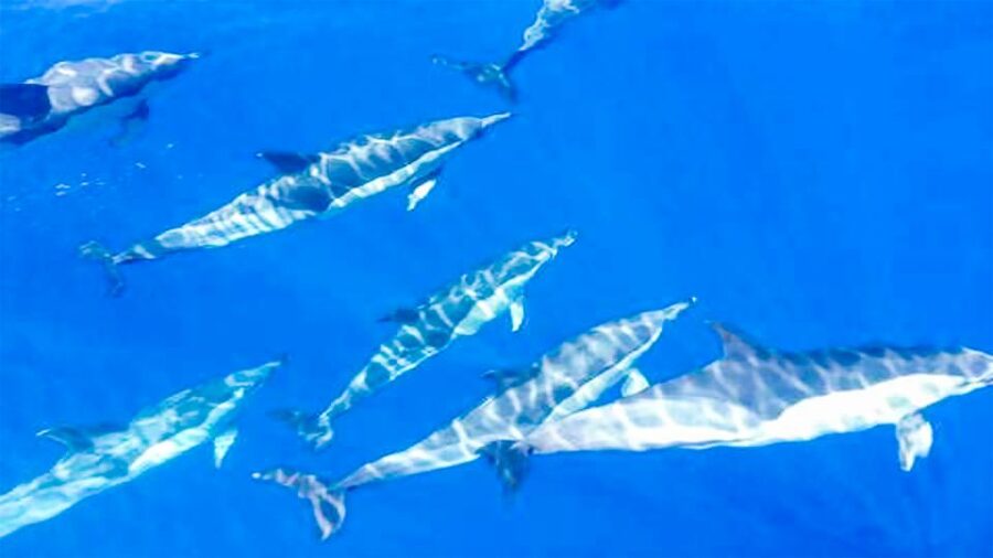 Whale and Dolphin Watching Sailing Tour – Los Gigantes (3H) - Setting out from Los Gigantes on El Mojo Picón