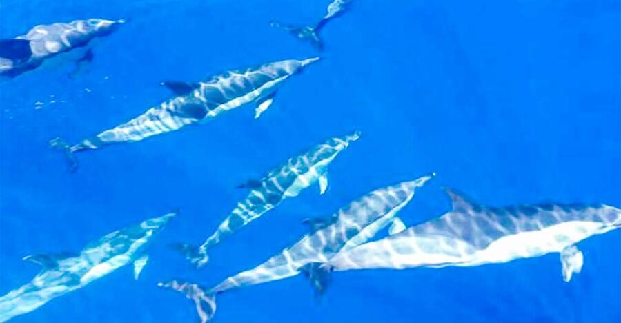 Whale and Dolphin Watching Sailing Tour – Los Gigantes (3H) - Sailing beneath the 600-meter Cliffs of the Giants