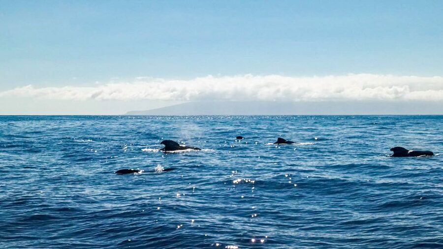Whale and Dolphin Watching Sailing Tour – Los Gigantes (3H) - Who will enjoy this sailing trip most