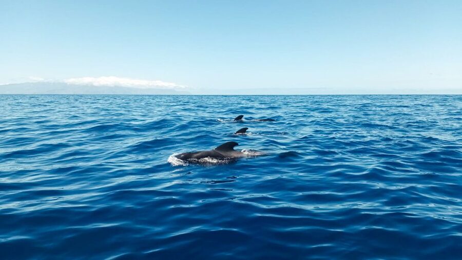 Whale and Dolphin Watching Sailing Tour – Los Gigantes (3H) - Searching for whales and dolphins in the marine reserve