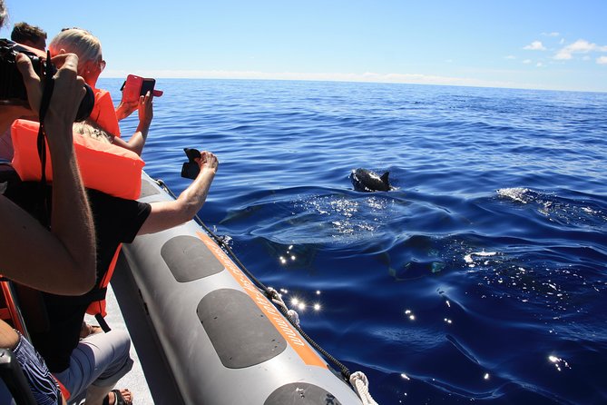 Whale and Dolphin Watching Tour from Funchal - Leaving Funchal for the Atlantic