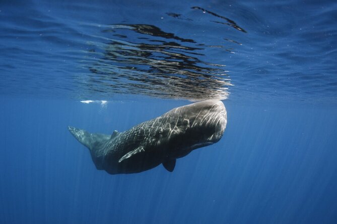 Whale and Dolphin Watching Tour from Funchal - Snorkeling and the question of swimming with dolphins