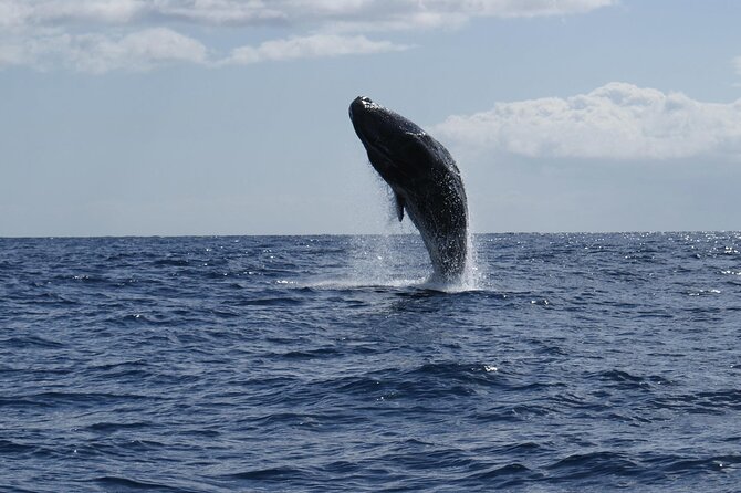 Whale and Dolphin Watching Tour from Funchal - How good is the wildlife guarantee?
