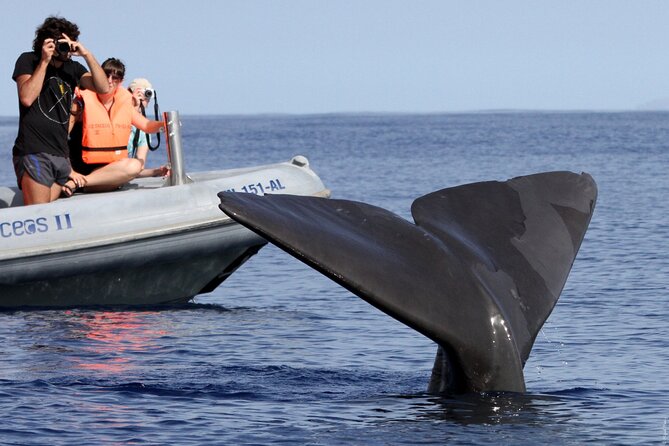 Whale and Dolphin Watching Tour from Funchal - Is $58.07 a fair price?