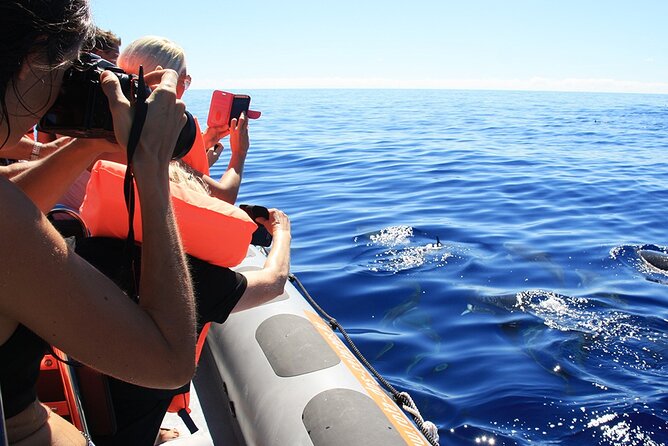 Whale and Dolphin Watching Tour from Funchal - Weather, cancellations, and planning your day