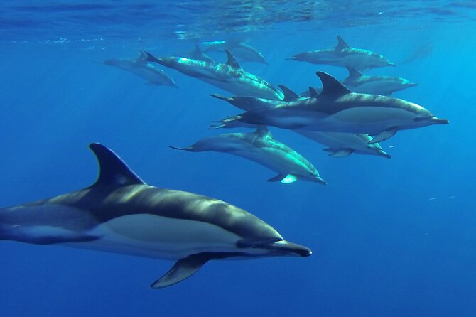 Whale and Dolphin Watching Tour from Funchal - What happens at Rota dos Cetáceos