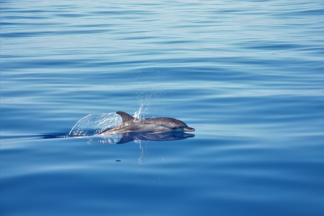 Whale and Dolphin Watching Tour in Madeira - Leaving from Calheta Marina instead of Funchal