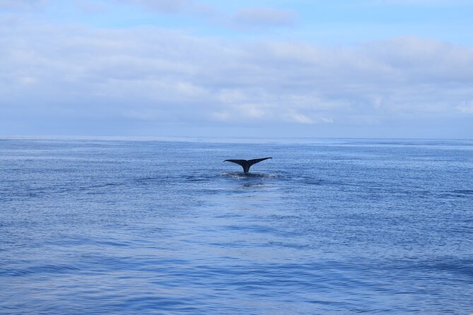 Whale and Dolphin Watching Tour in Madeira - The yacht, facilities, and group size