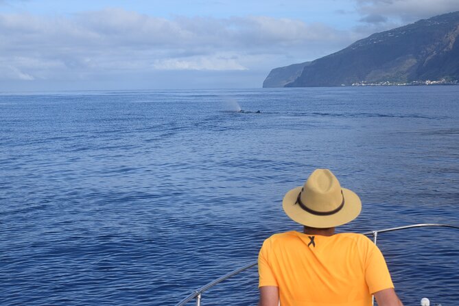 Whale and Dolphin Watching Tour in Madeira - Is $83.44 good value?