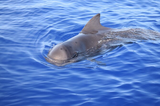 Whale and Dolphin Watching Tour in Madeira - Choosing the right departure time