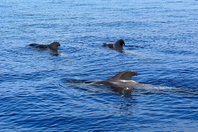 Whale and dolphin watching tour Los Gigantes and Masca in small groups - Setting out from Playa San Juan at 10:00 a.m.