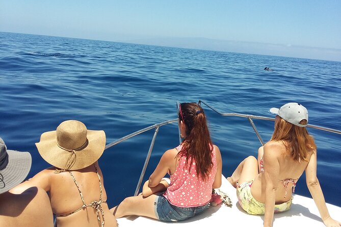 Whale and dolphin watching tour Los Gigantes and Masca in small groups - Seeing Los Gigantes from the ocean